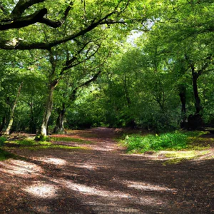 Epping Forest: hiking and mountain biking in London's ancient forest