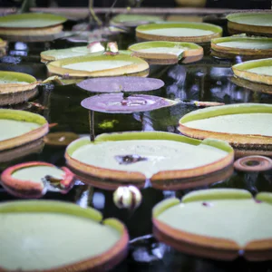 Kew Gardens: botanical journey in the most famous UNESCO garden in the world