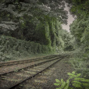 Parkland Walk: the abandoned railway line that has become a nature reserve