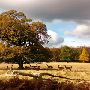 Richmond Park: cycling among deer and breathtaking views just a stone's throw from London